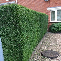 Hedge