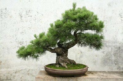 bonsai