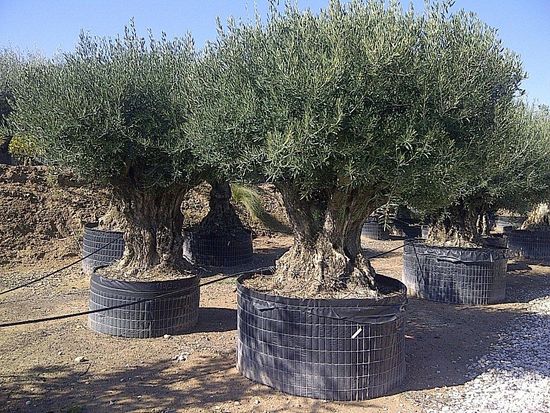 alberi