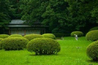 un giardino con cespugli