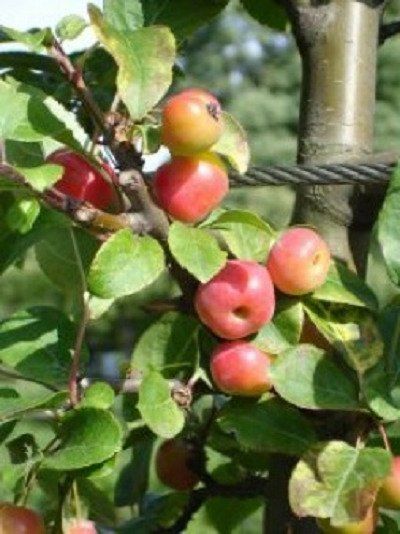 piante da frutta