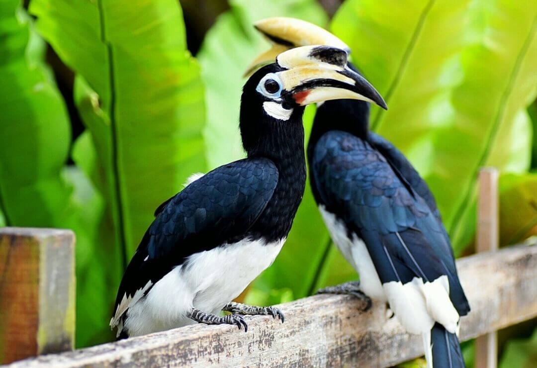 two hornbills with large casques perched on a branch