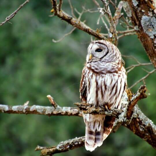 barred owl on tree branch in wild