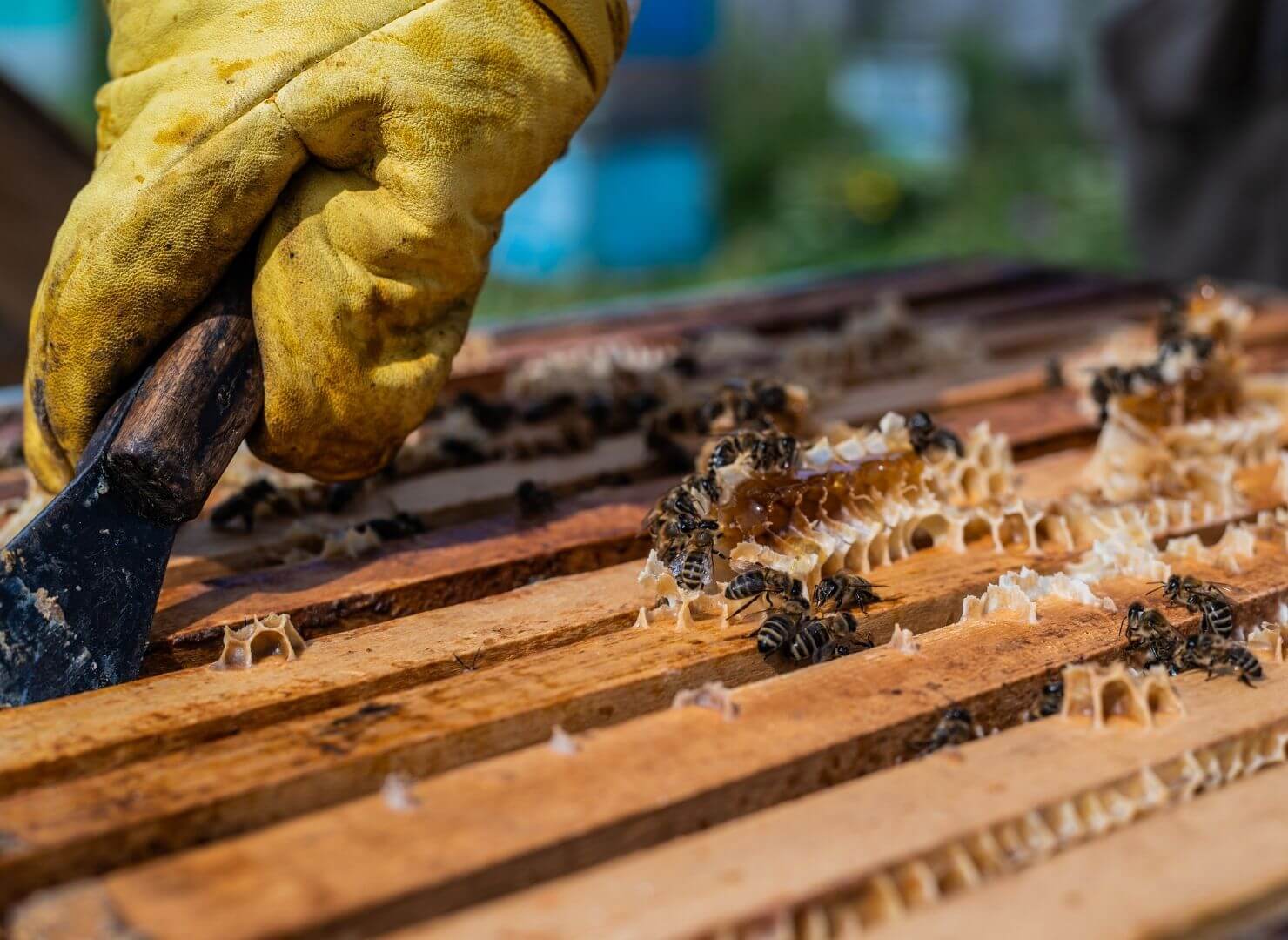 beehive worker