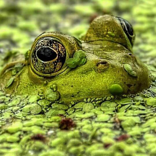 frog hiding in duckweed in pond