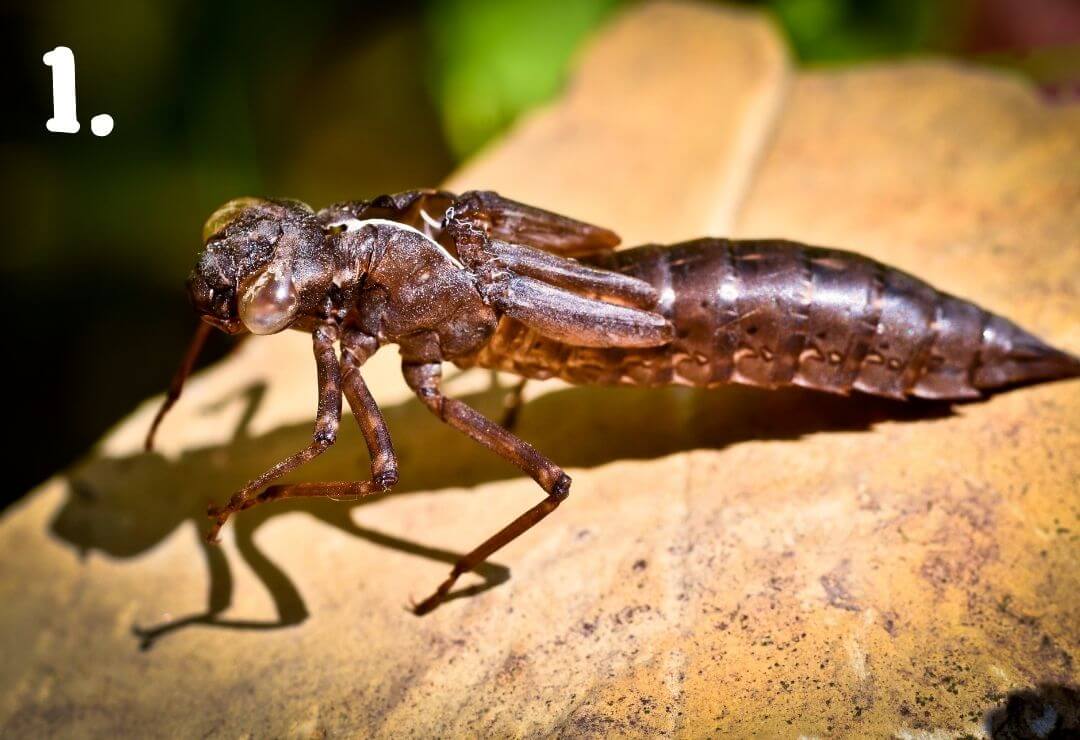 dragonfly larva or nymph sitting on a leaf