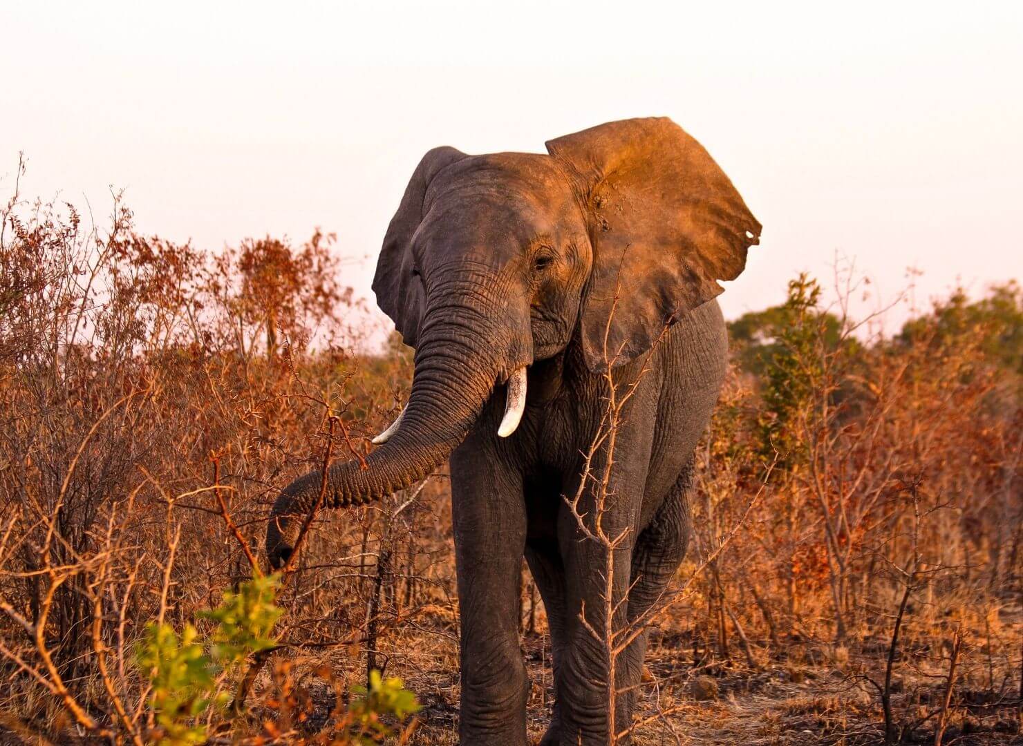 elephant standing in field in glow of setting sun