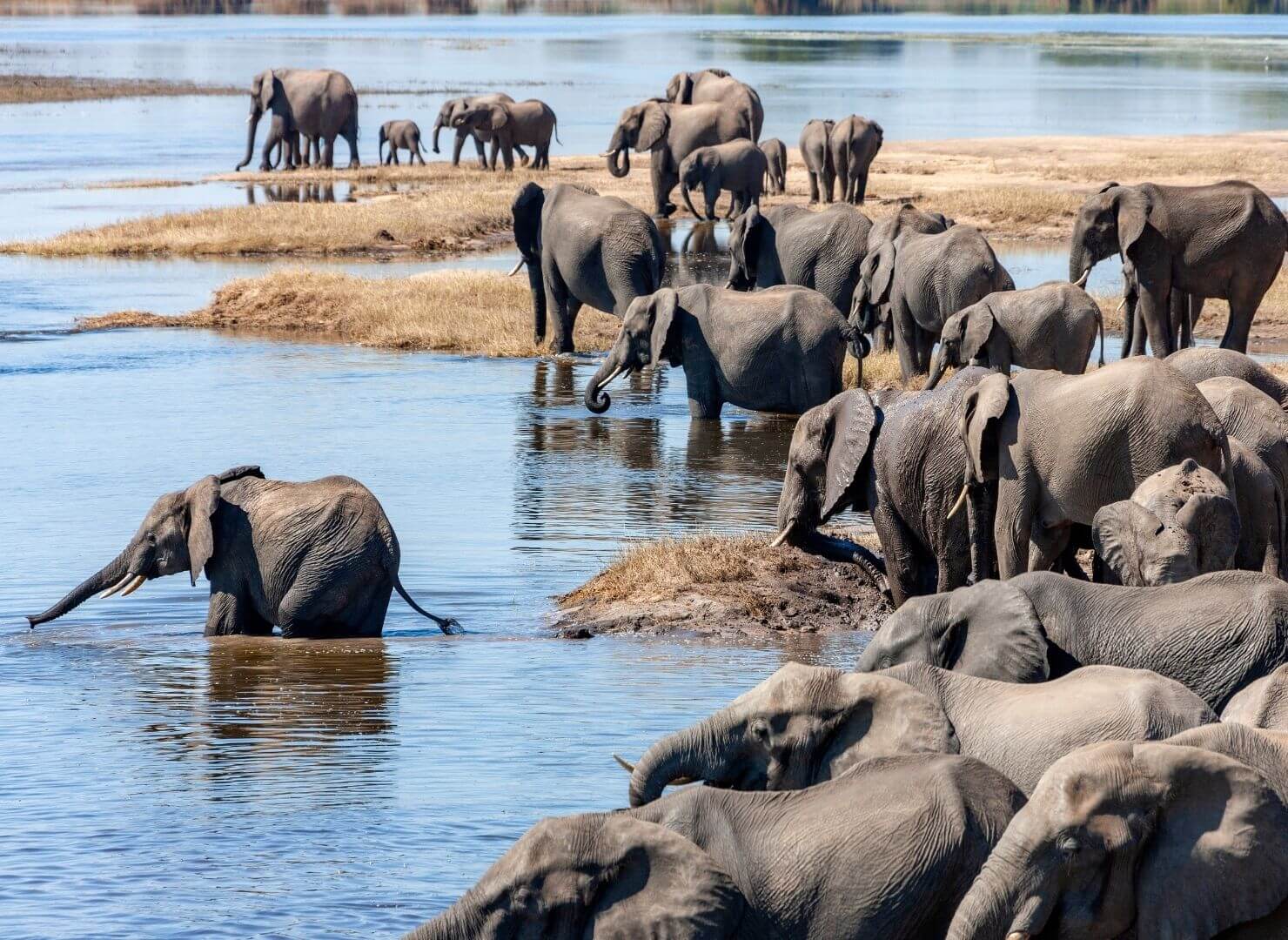 large herd of elephants standing in and around a large watering hole