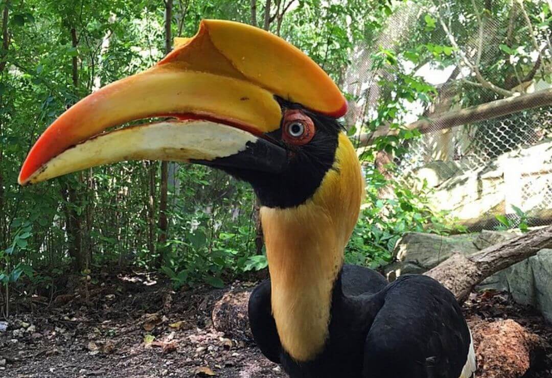 female great hornbill with blue pupil