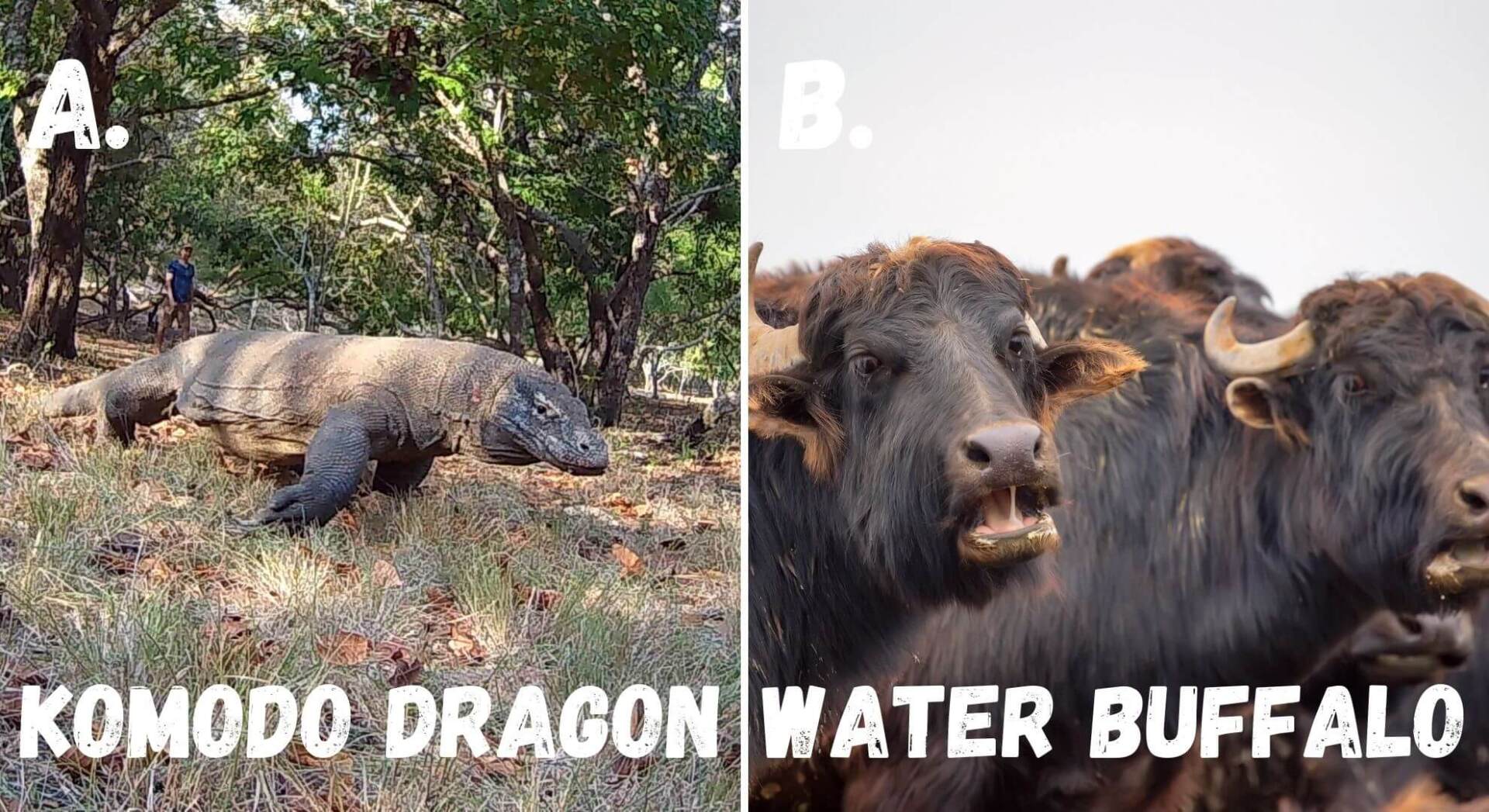 komodo dragons are powerful apex predators and make an easy meal of water buffalo