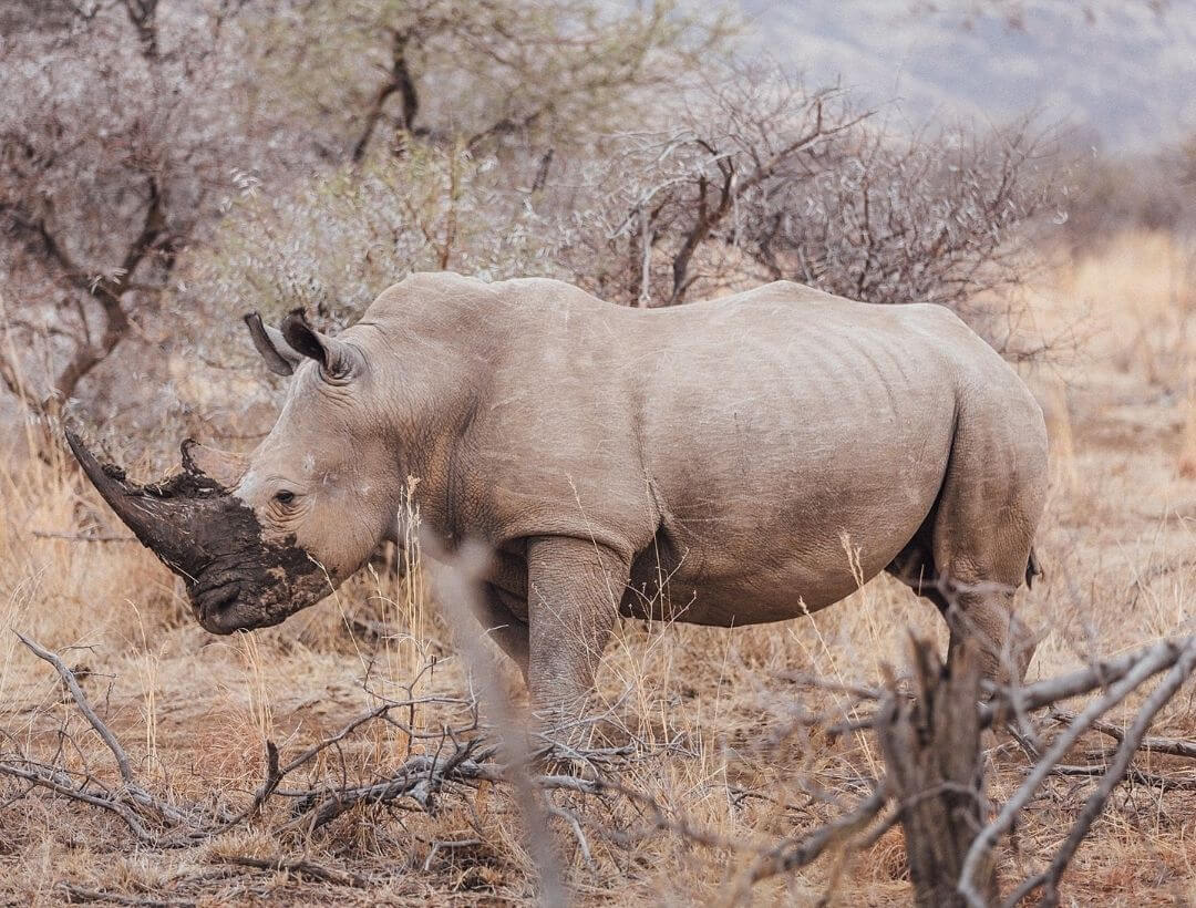 white rhinoceros with mud on face