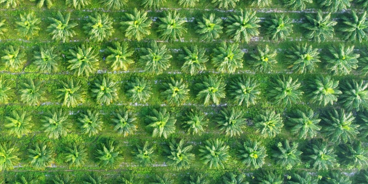 organized trees in a palm plantation from above