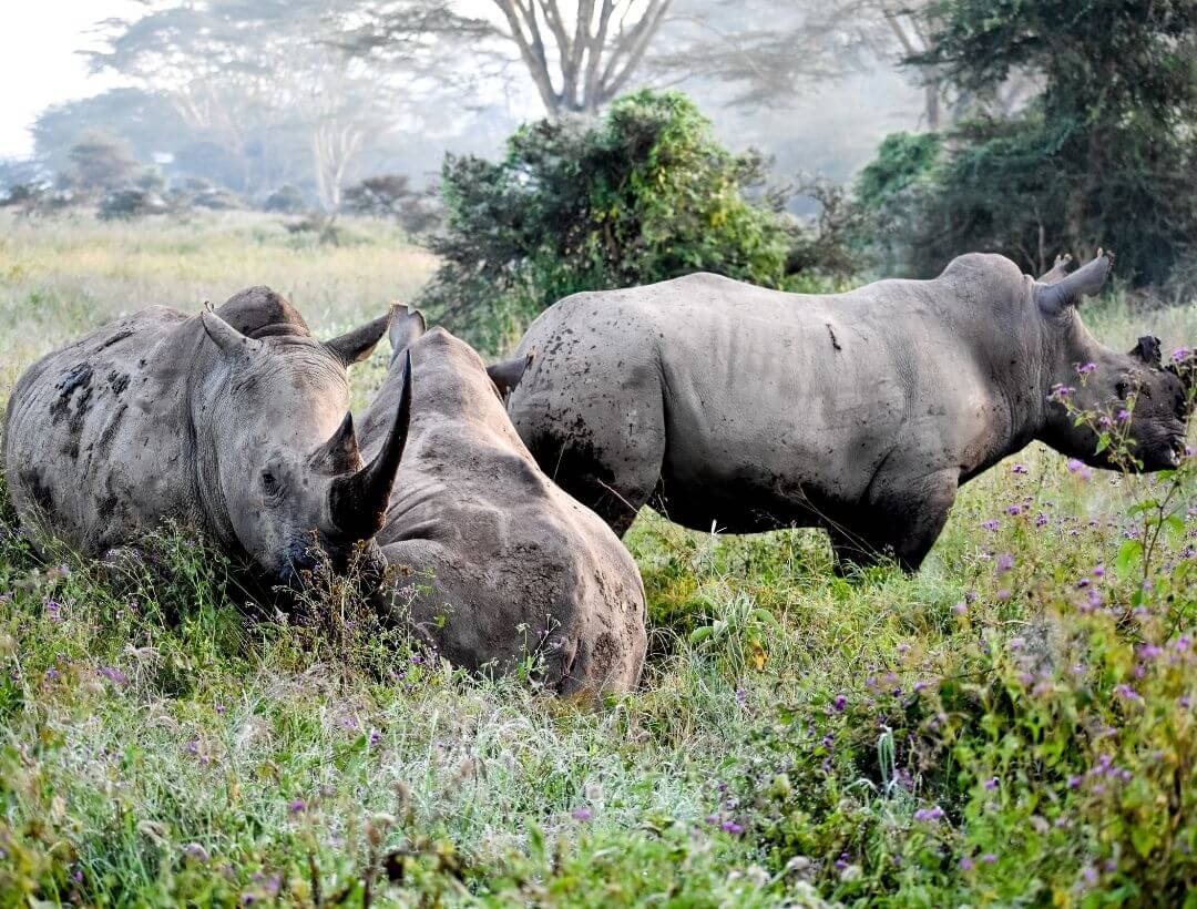 group, herd, or crash of rhinos standing in a green field with foggy mountains in the background