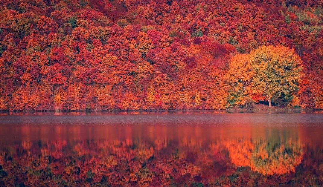 temperate forest in the fall with bright red and orange leaves on the edge of a lake