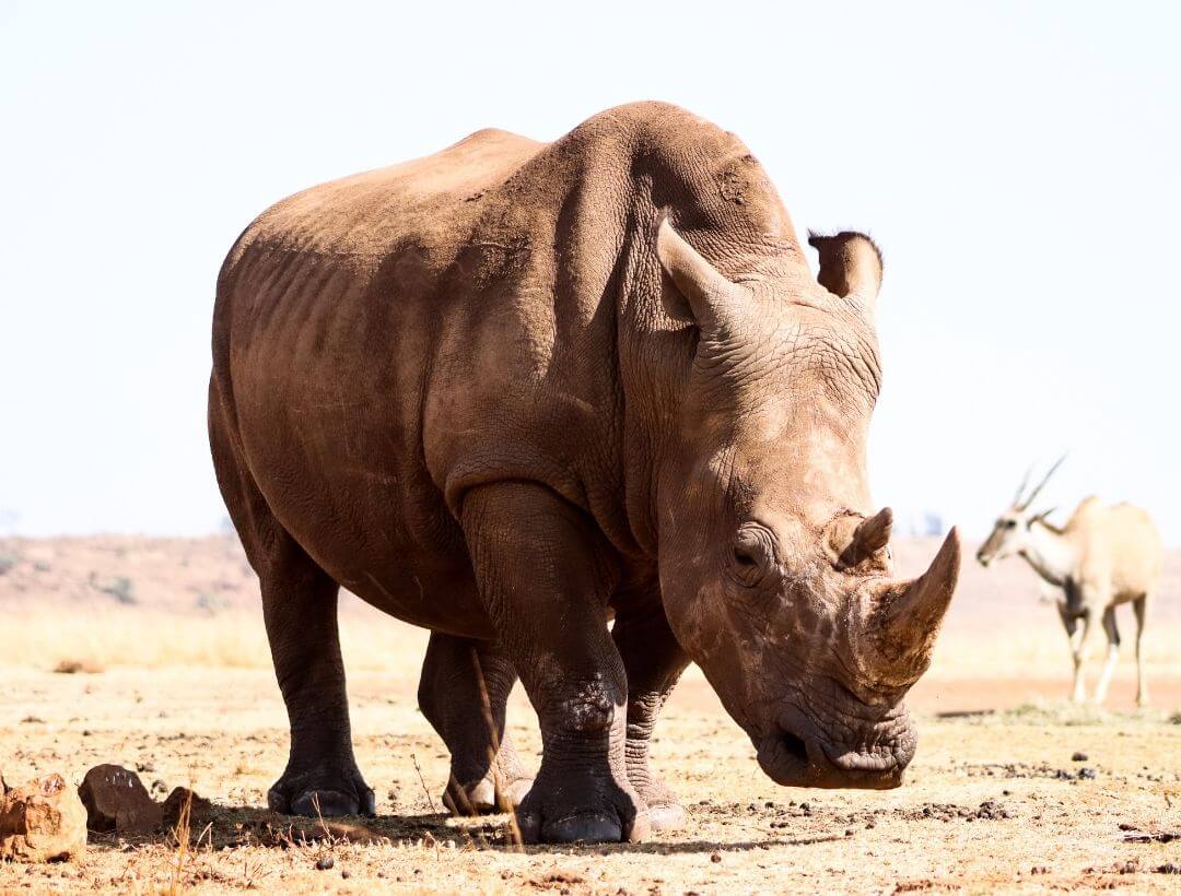 white rhino standing on dry open land