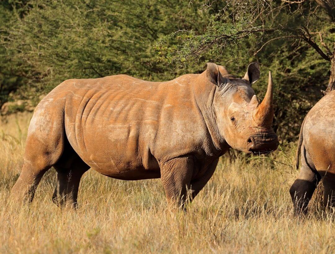 white rhino covered in red mud standing in a grassland