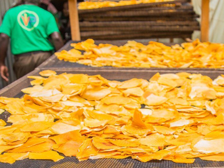 Mango Drying in Kenya