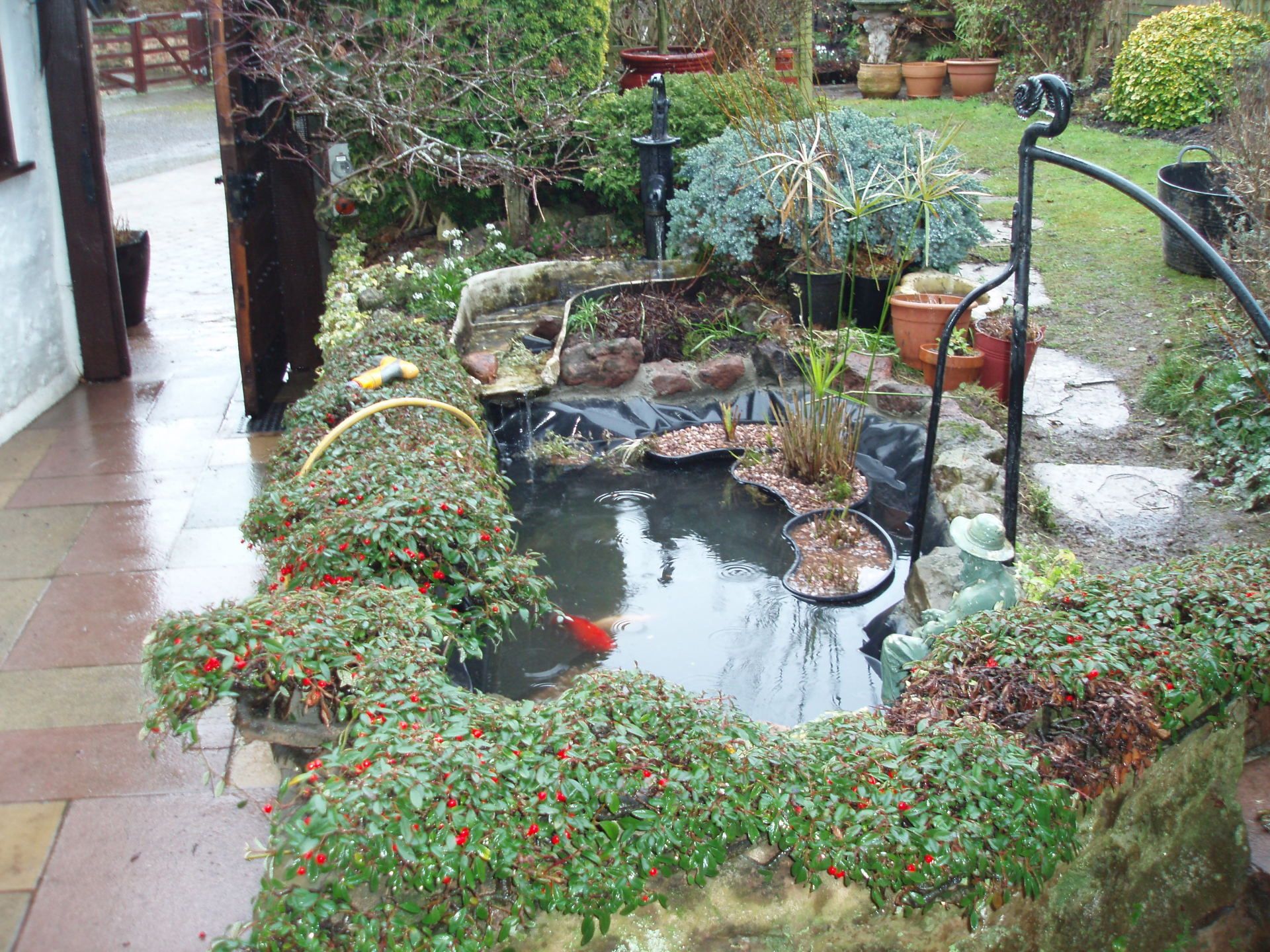 pond with plants