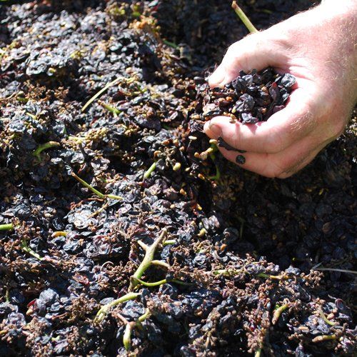 plucking grapes