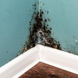 Black Mold on Wall — Beaver Falls, PA — Cline Cleaning & Restoration Black Mold on Wall — Beaver Falls, PA — Cline Cleaning & Restoration