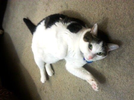 Cat Laying on Floor — House Sitting in Oak Park, IL