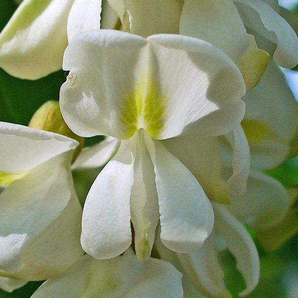 Miele di acacia
