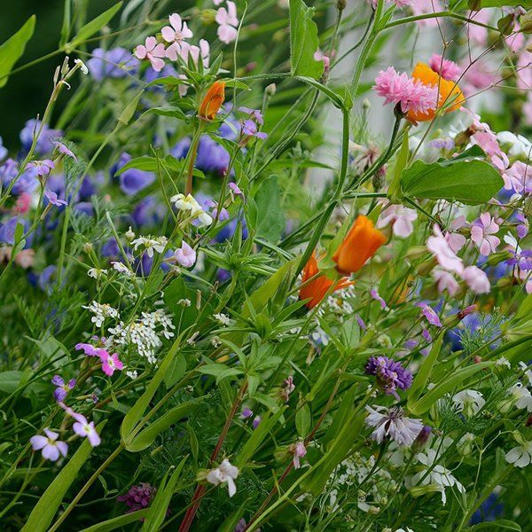 Miele millefiori