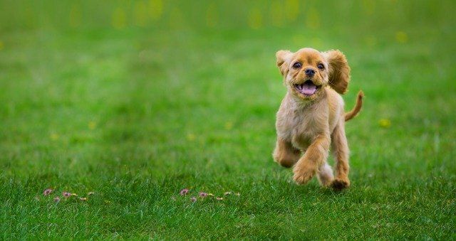 Dog Running — Drive, Dallas, TX — Smith Animal Clinic Dog Running — Drive, Dallas, TX — Smith Animal Clinic