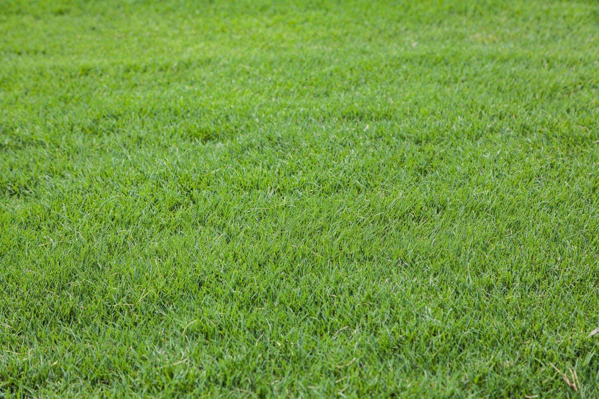 Early Morning Frost — Houston, TX — Cornett Grass — Houston, TX — Cornett Grass Early Morning Frost — Houston, TX — Cornett Grass — Houston, TX — Cornett Grass