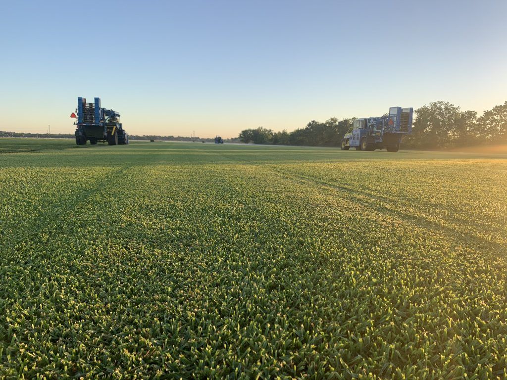Early Morning Frost — Houston, TX — Cornett Grass — Houston, TX — Cornett Grass Early Morning Frost — Houston, TX — Cornett Grass — Houston, TX — Cornett Grass