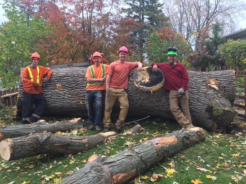 Four tree workers pose next to a large felled tree trunk and fallen logs on a grassy lawn.