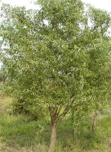 Corkscrew Willow