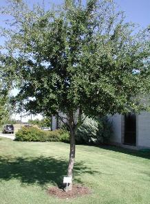 Heritage Live Oak