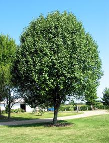 Bradford Pear