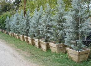 Arizona Cypress