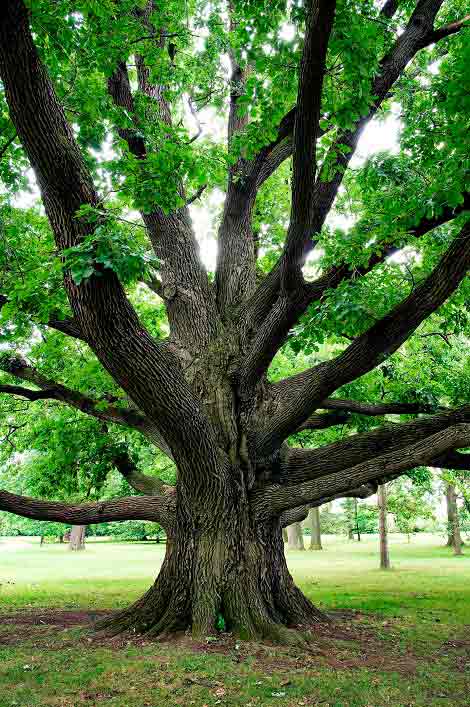 big tree