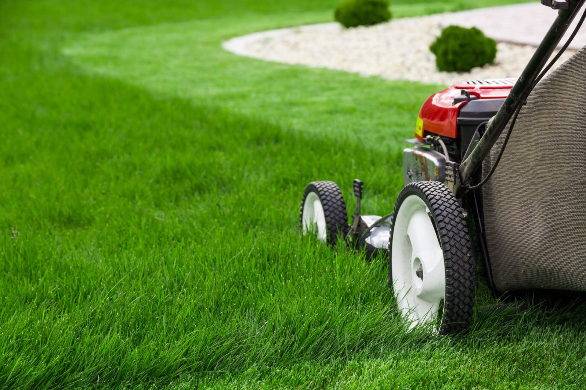 Lawn Mower — Austin, Texas — Ted's Trees