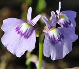 Blue and Purple