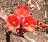 Red and Orange