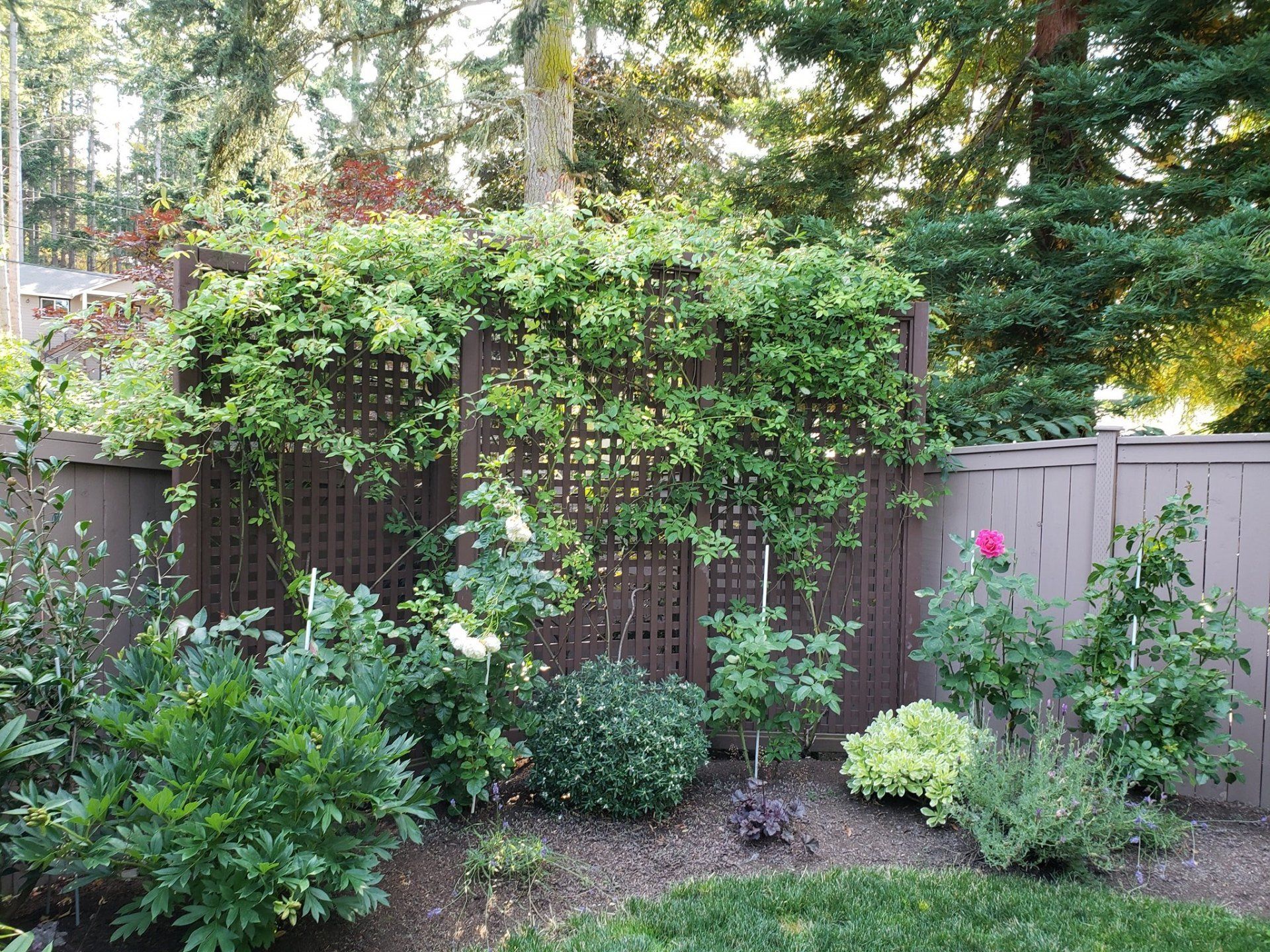 a garden with a wooden fence and lots of plants