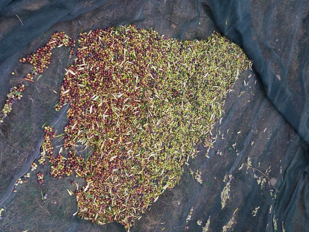 reti per raccolta olive