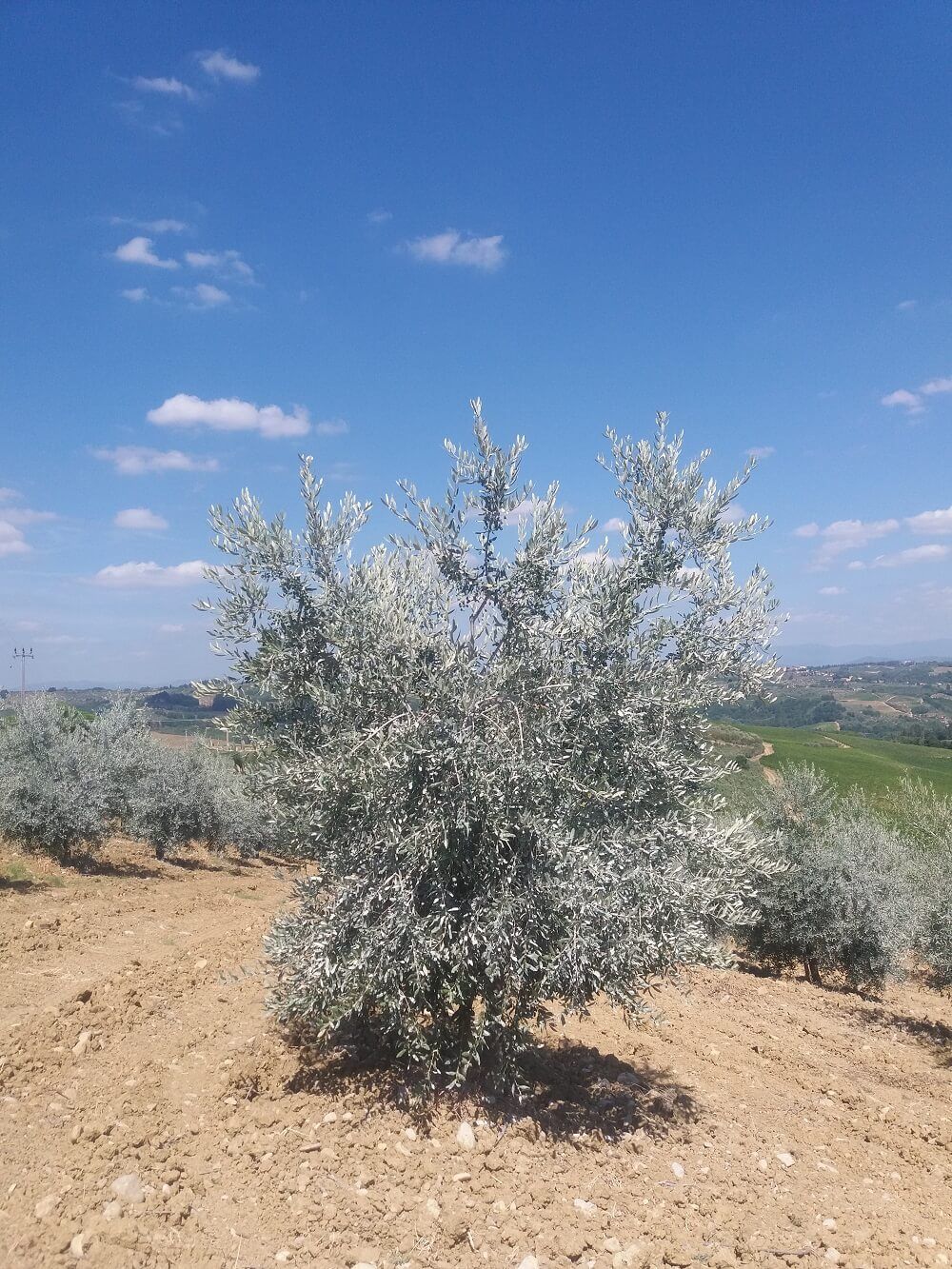 albero d'ulivo