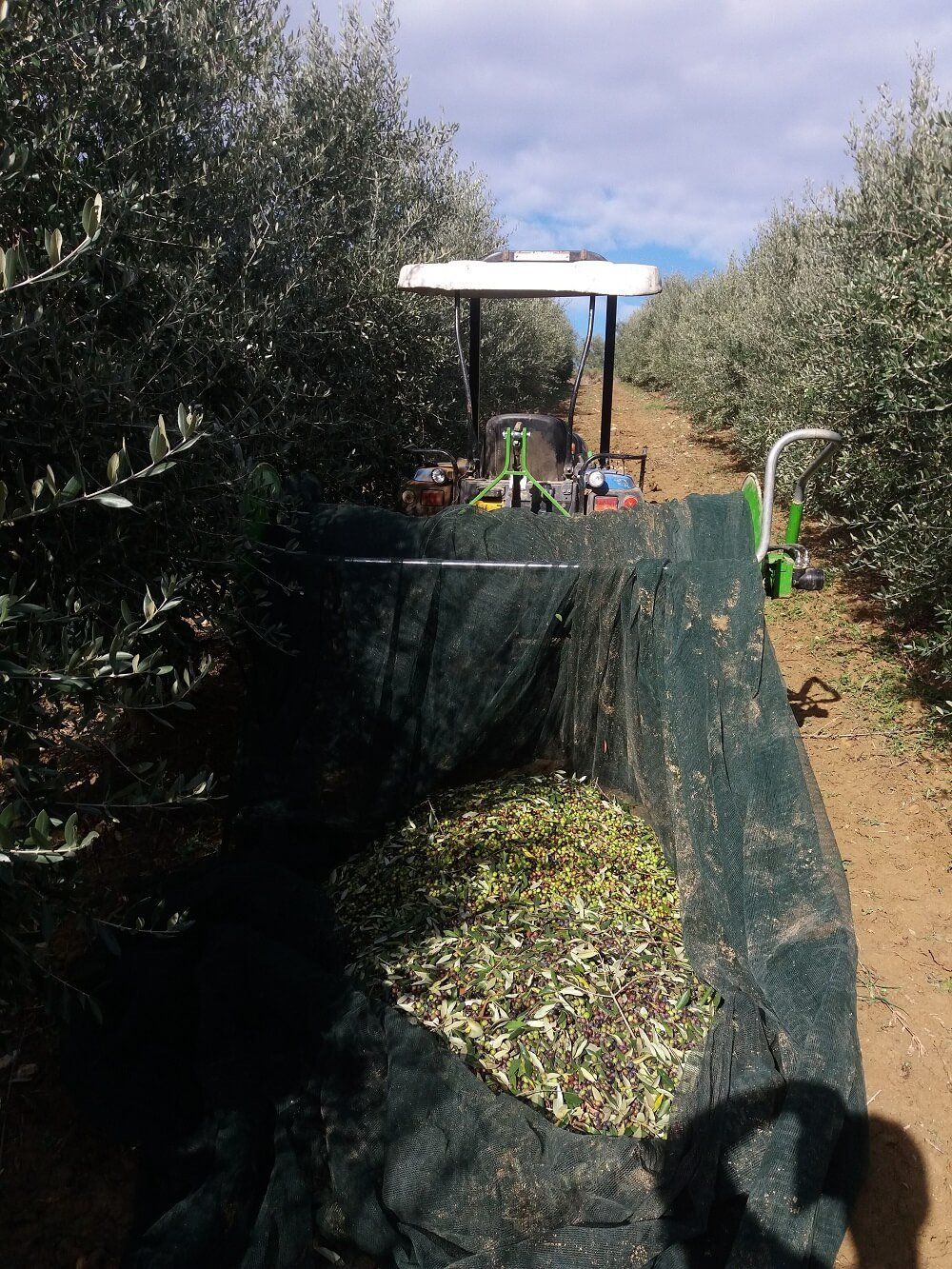 raccolta olive