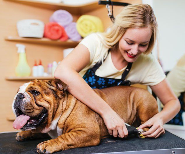 Cat Claw Care — Drive, Dallas, TX — Smith Animal Clinic
