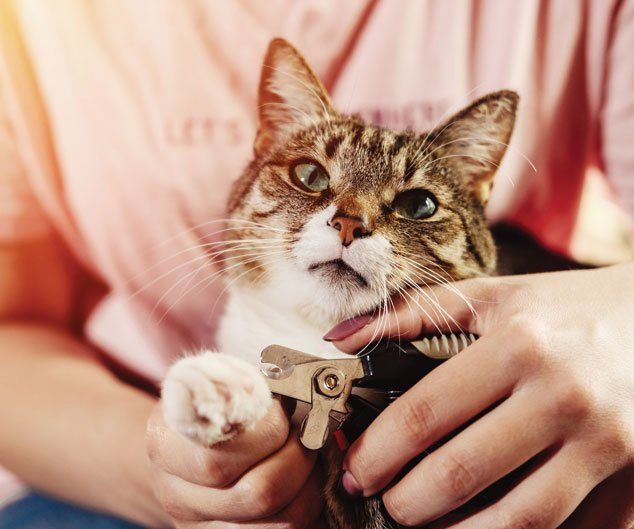 Cat Claw Care — Drive, Dallas, TX — Smith Animal Clinic Cat Claw Care — Drive, Dallas, TX — Smith Animal Clinic