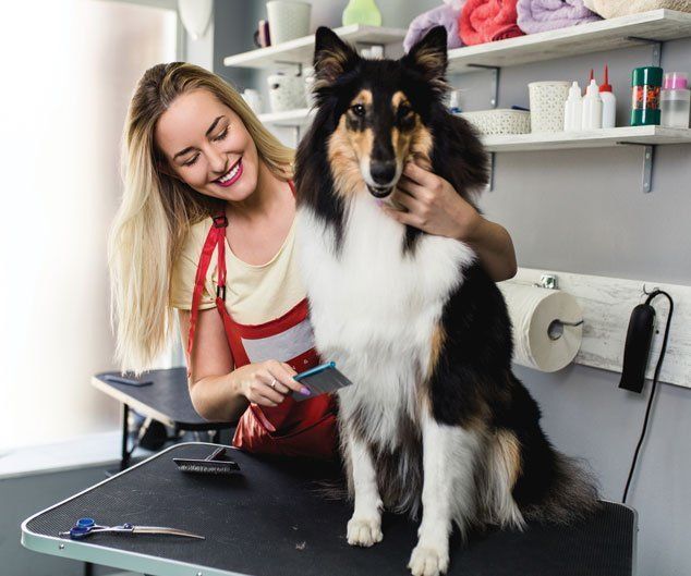 Female Groomer Brushing Rough Collie Dog — Drive, Dallas, TX — Smith Animal Clinic