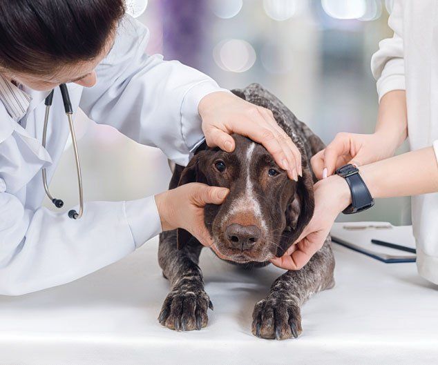 Vet is Treating a Dog — Drive, Dallas, TX — Smith Animal Clinic Vet is Treating a Dog — Drive, Dallas, TX — Smith Animal Clinic