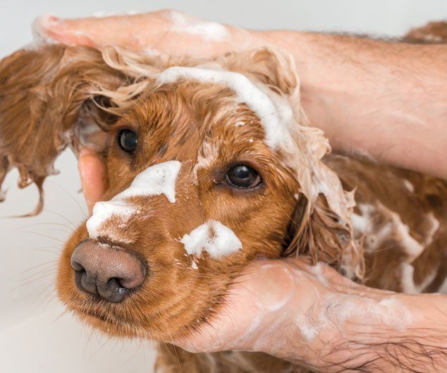 Spaniel Dog Taking a Shower — Drive, Dallas, TX — Smith Animal Clinic