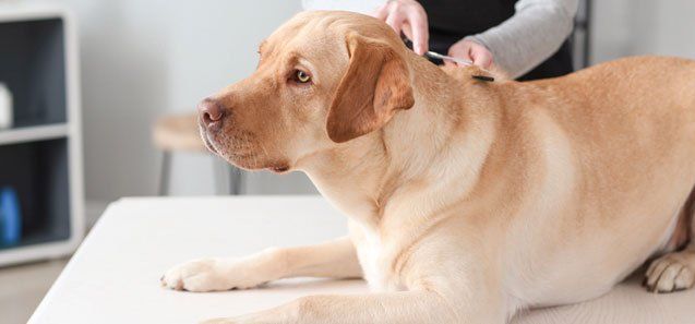 Dog with Groomer in Salon — Drive, Dallas, TX — Smith Animal Clinic