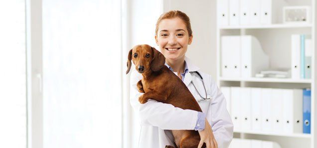 Doctor with Dog at Vet Clinic — Drive, Dallas, TX — Smith Animal Clinic